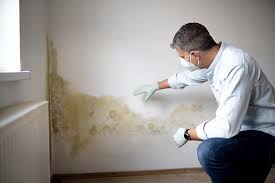 Best Environmental Consulting for Mold Prevention  in Dundas, MN